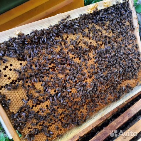 Пчелы пчелопакеты матки Бакфаст, Карника