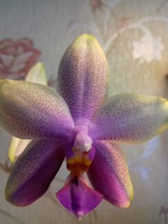 Орхидея Лиодоро