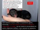 Щенки Владимир - Гусь-Хрустальный объявление продам