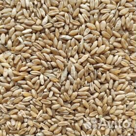 Зерно пшеница ячмень комбикорм овес
