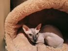 Кошка сфинкс ищет жениха для вязки) бесплатно объявление продам