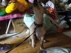 Собака Лабрадор 2.5 месяца объявление продам