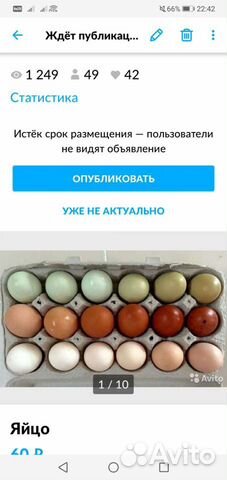 Яйца для инкубации