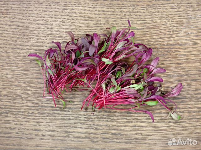 Микрозелень свекла красная в срезе