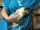 Котёнок Меконгский бобтейл