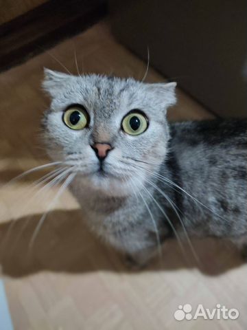 Котята в добрые руки даром