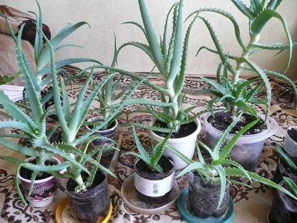 Алое столетник,Алое Вера