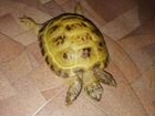 Черепаха сухопутная
