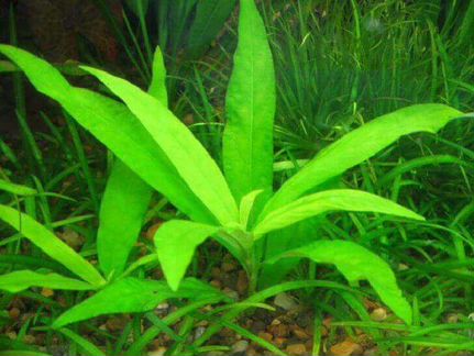 Аквариумные растения