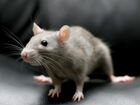 Домашние крысята объявление продам
