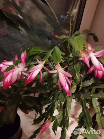 Декабрист. Сансевиерии трехполосная, дунери