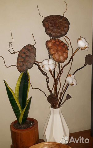 Ветки ивы извилистой для декора