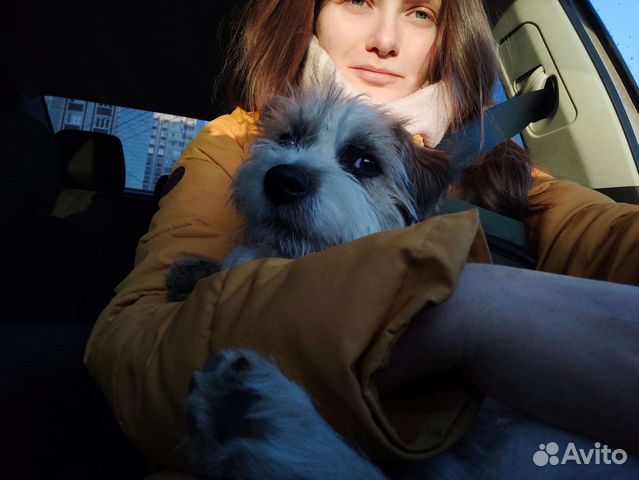 Догситтинг (Передержка) / выгул/ дневная няня