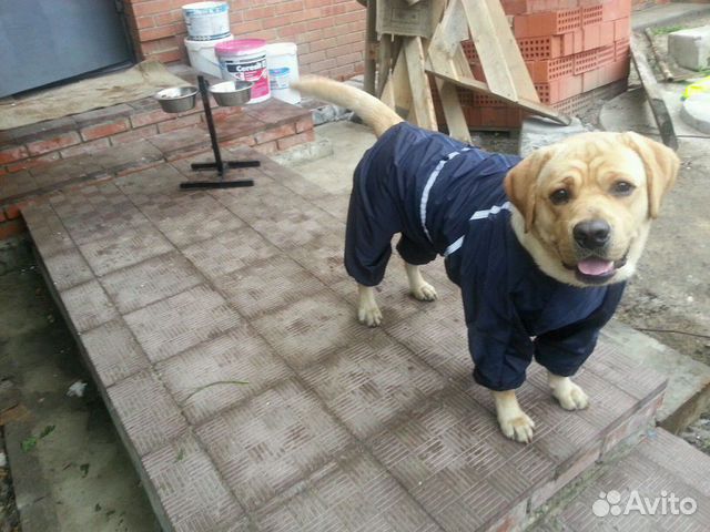 Одежда для животных