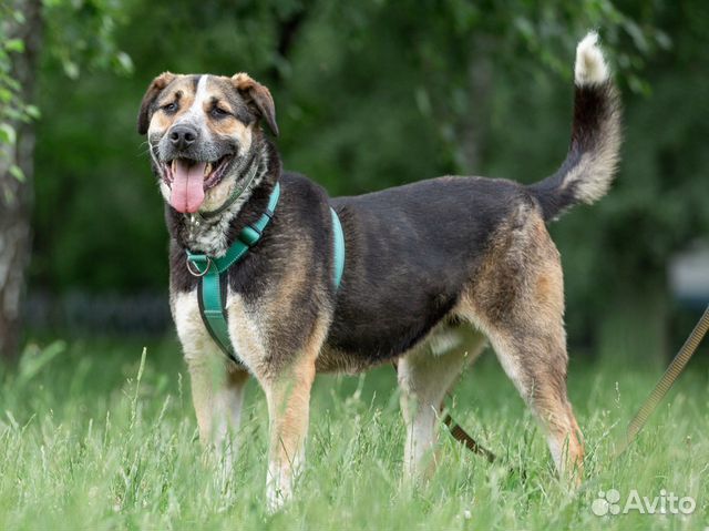 Собака в дар овчарка добрая