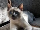 Тайский кот блю поинт для вязки объявление продам