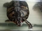 Красноухие черепахи бесплатно с аквариумом объявление продам