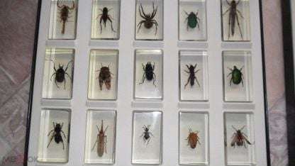 Насекомые и их знакомые деагостини