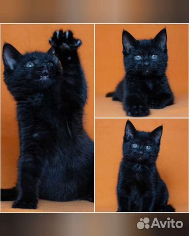 Котята, чёрного окраса в добрые руки