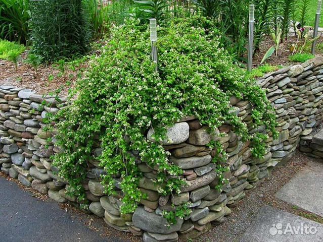 Стефанандра надрезаннолистная