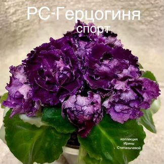 Листики фиалки