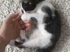 Котенок бобтейла (в хорошие руки) объявление продам