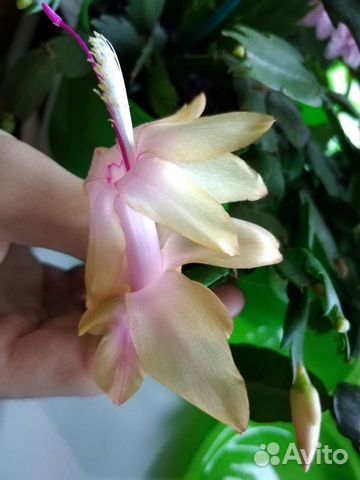 Декабрист-ассорти