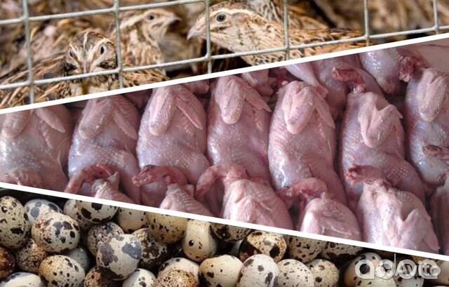 Мясо перепелов, перепелиное яйцо