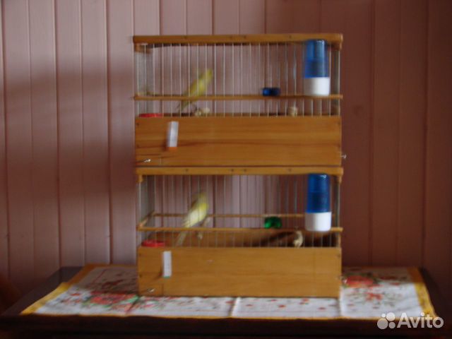 Русская канарейка овсяночного напева