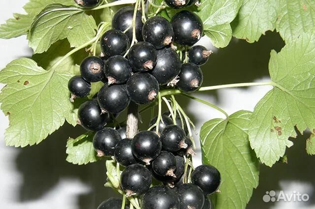 Питомник С реализует смородину черную Зелёная дымк