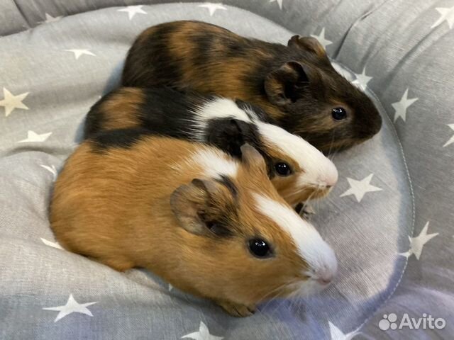 Морские свинки