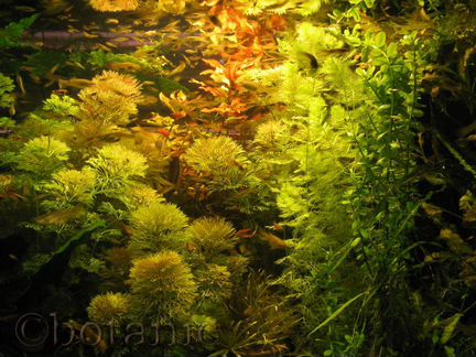 Аквариумные растения, креветки вишни