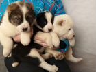 Красивые щенки Алабая (Среднеазиатской овчарки) объявление продам