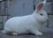 Кролики породы Новозеландские белые и Калифорния