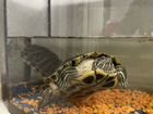 Красноухие чрепахи с аквариумом объявление продам