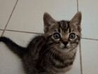 Котята беннальской кошки объявление продам