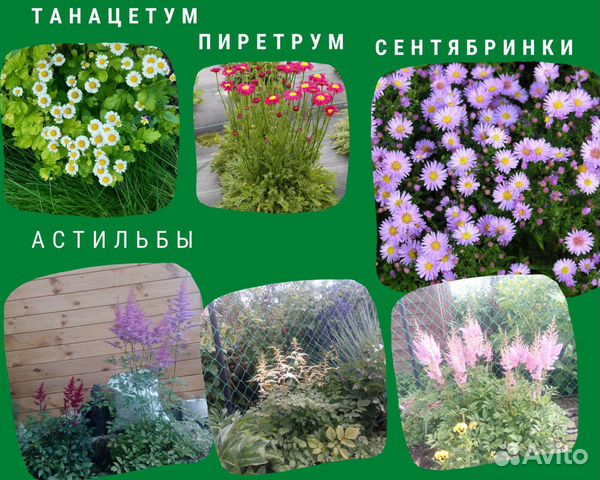 Многолетние садовые цветы