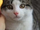 Котик Батоша ищет дом, 8 месяцев объявление продам