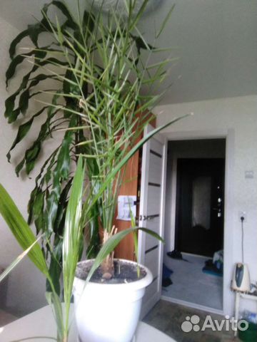 Пальмы,семена пальм