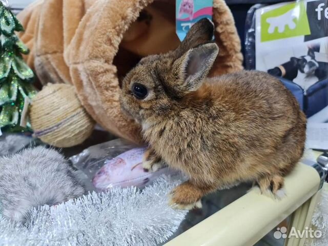 Кролик декоративный карликовый