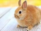 Кролик Карликовый Минор объявление продам
