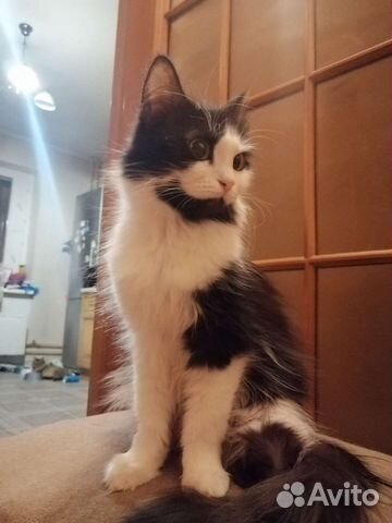 Добрая 3-х лапая кошка ищет нового хозяина