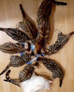 Бенгальские котята