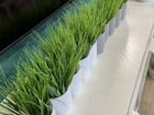 Интерьерная зелень Искусственная трава объявление продам