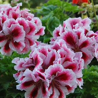 Королевская пеларгония и др доставка