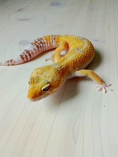 Передержка животных