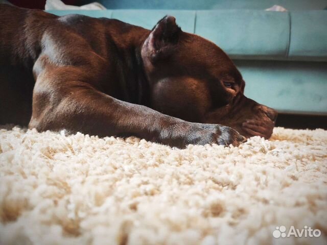 Вязка Американский Булли pocket