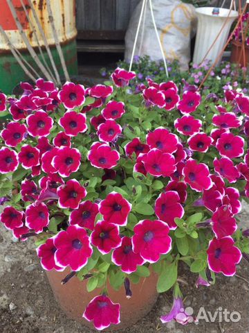 Рассада вегетативной петунии