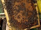 Продам пчелосемьи оптом и розница объявление продам