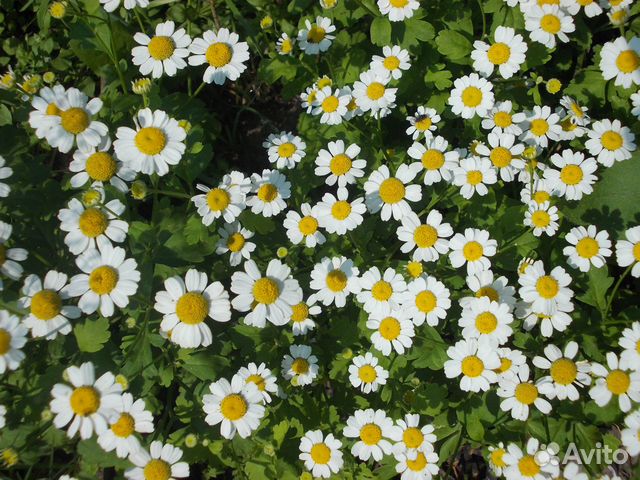 Многолетники